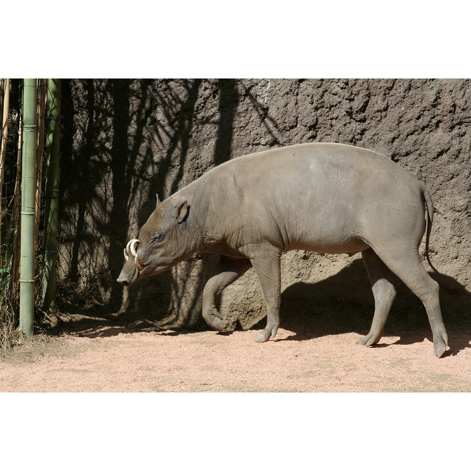 Babyrousa babyrussa Фото №2