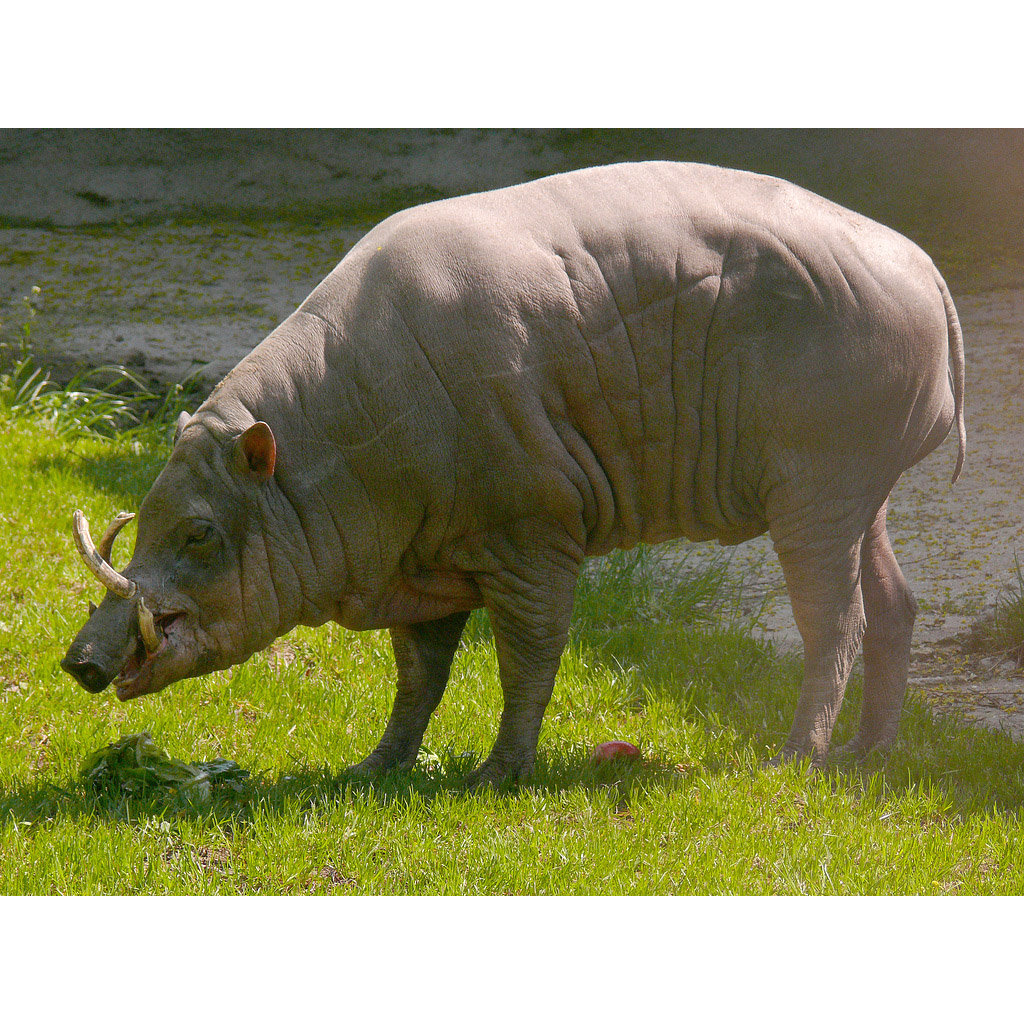 Babyrousa babyrussa Фото №3