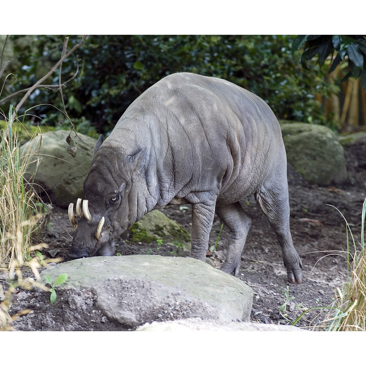 Babyrousa babyrussa Фото №4