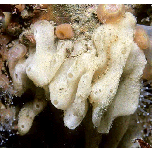 Семейство Baeriidae  фото
