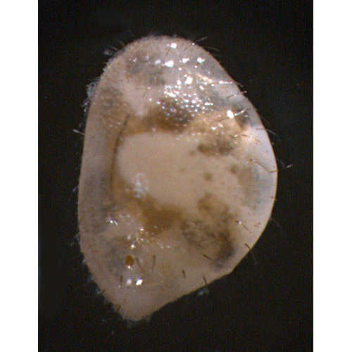 Семейство Bairdioidea фото