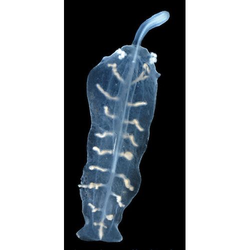 Семейство Balaenanemertidae  фото