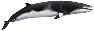Balaenoptera acutorostrata acutorostrata
