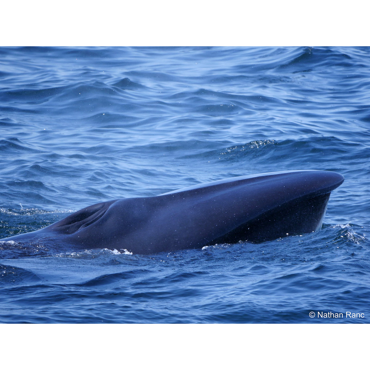 Сейвал (Balaenoptera borealis) Фото №10