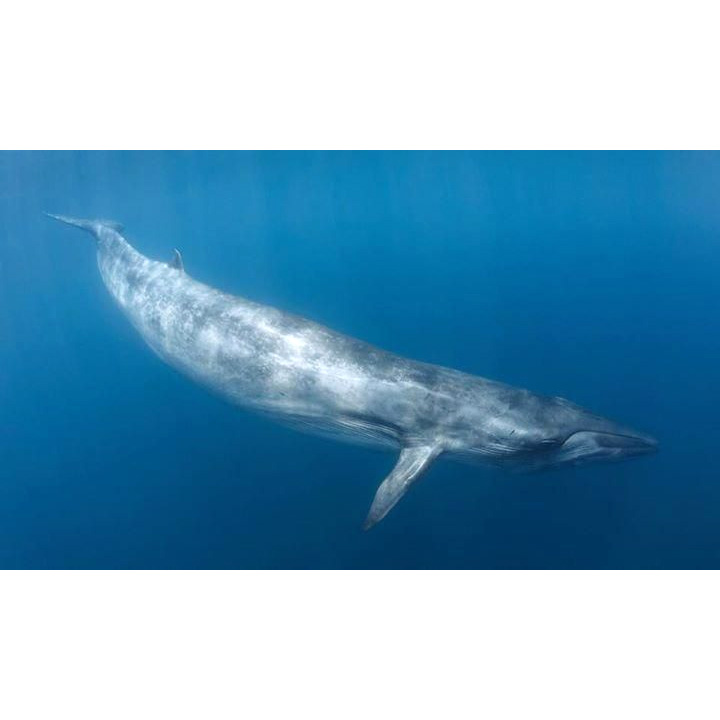 Сейвал (Balaenoptera borealis) Фото №3
