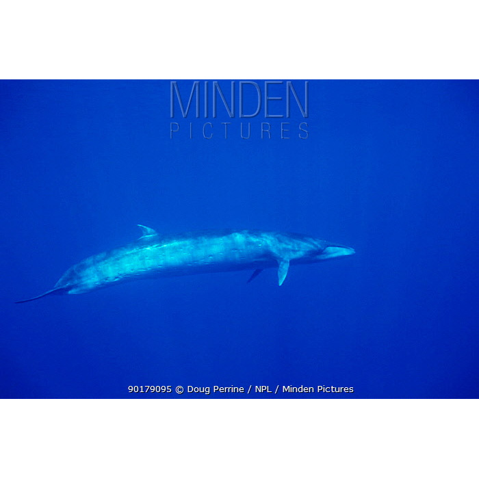 Сейвал (Balaenoptera borealis) Фото №4