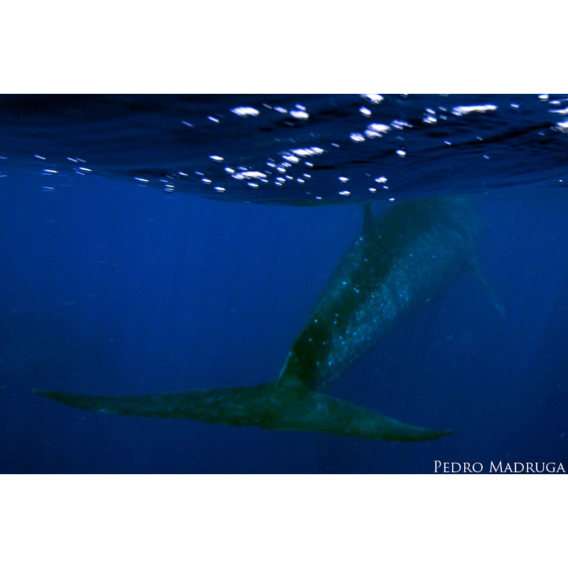 Сейвал (Balaenoptera borealis) Фото №6
