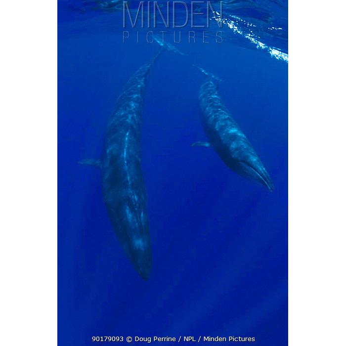 Сейвал (Balaenoptera borealis) Фото №7