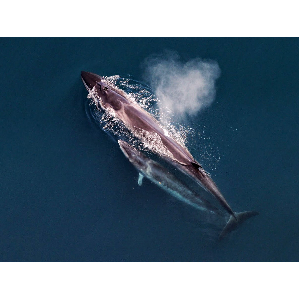 Сейвал (Balaenoptera borealis) Фото №8