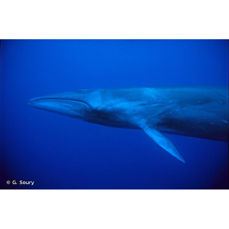 Сейвал (Balaenoptera borealis) Фото №9