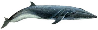 Balaenoptera borealis borealis