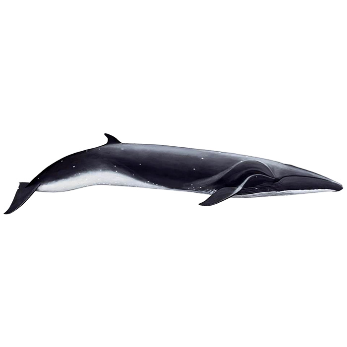 Сейвал (Balaenoptera borealis) Фото №1