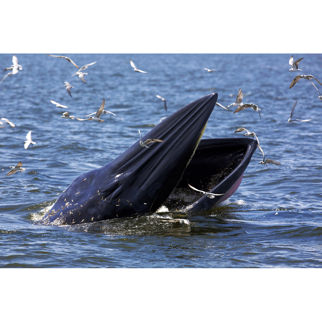 Полосатик Брайда (Balaenoptera brydei) Фото №10
