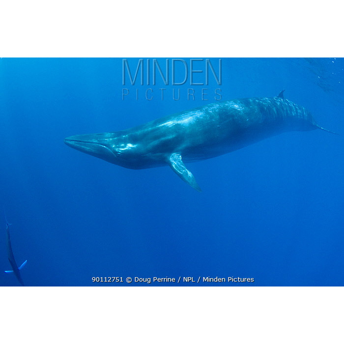 Полосатик Брайда (Balaenoptera brydei) Фото №2