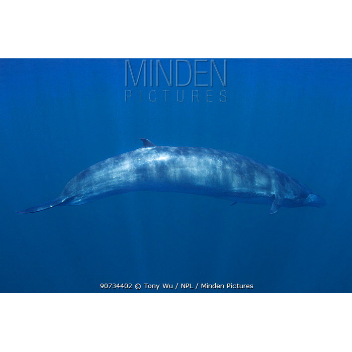 Полосатик Брайда (Balaenoptera brydei) Фото №3