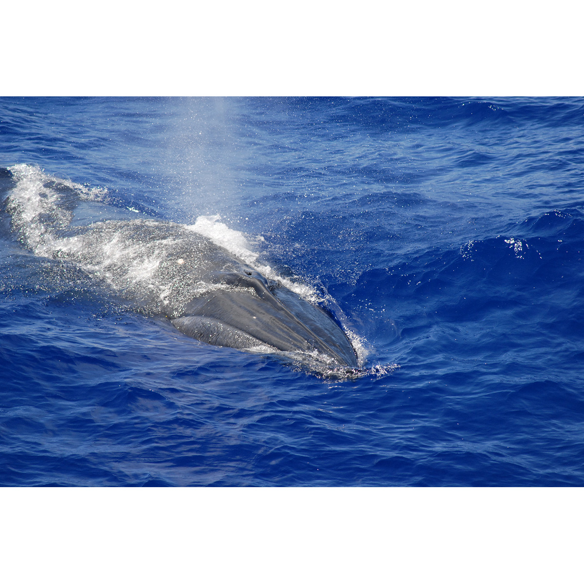 Полосатик Брайда (Balaenoptera brydei) Фото №6