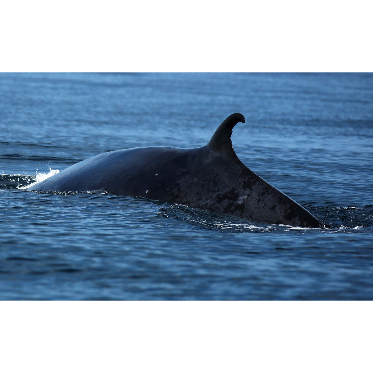 Полосатик Брайда (Balaenoptera brydei) Фото №7