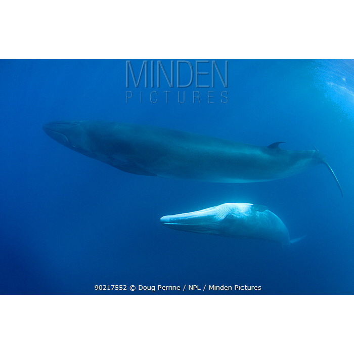 Полосатик Брайда (Balaenoptera brydei) Фото №9