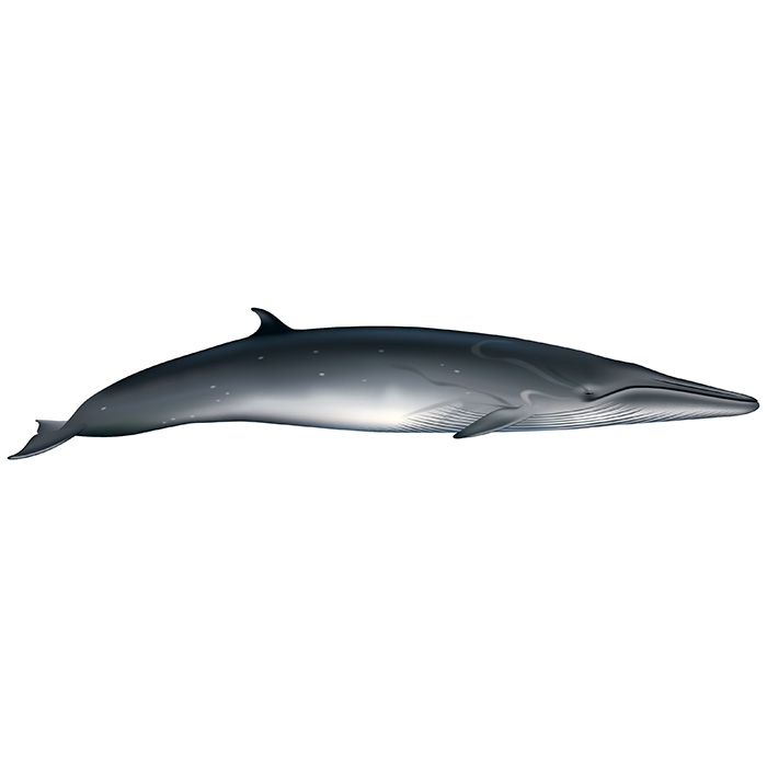 Полосатик Брайда (Balaenoptera brydei) Фото №1