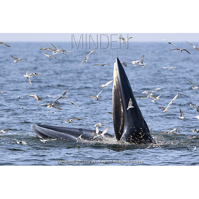 Полосатик Идена (Balaenoptera edeni) Фото №10