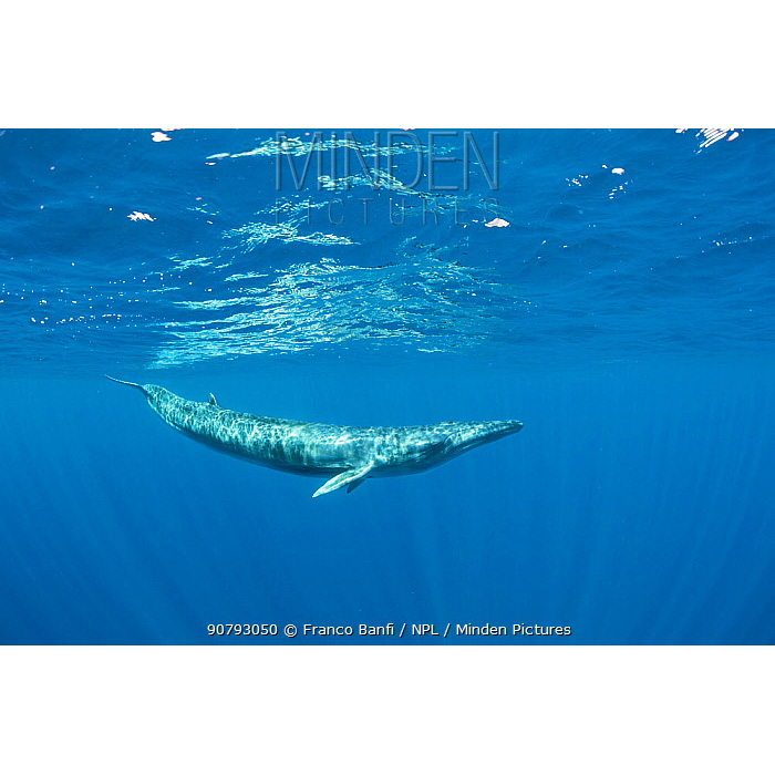 Полосатик Идена (Balaenoptera edeni) Фото №2