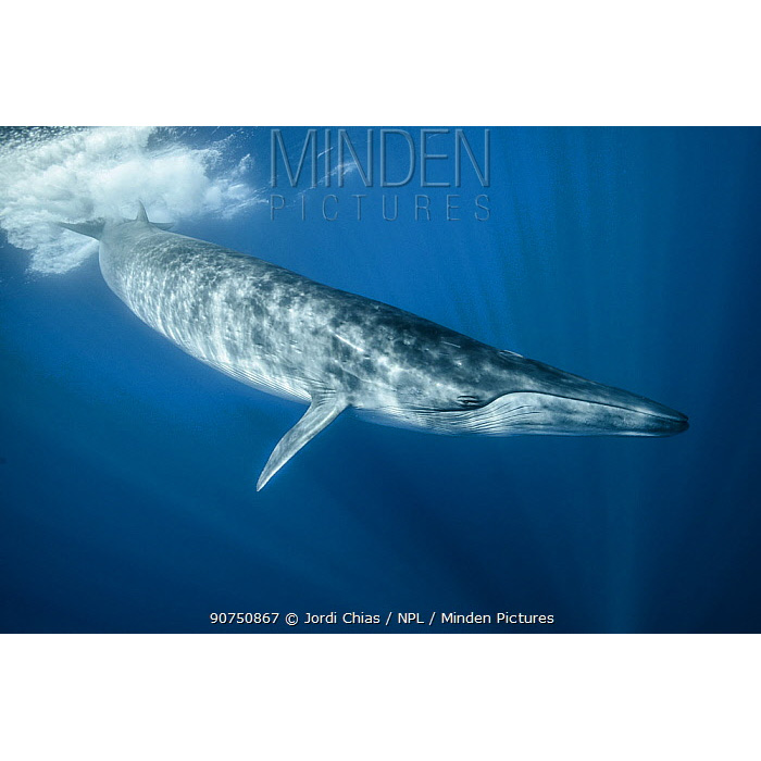 Полосатик Идена (Balaenoptera edeni) Фото №3