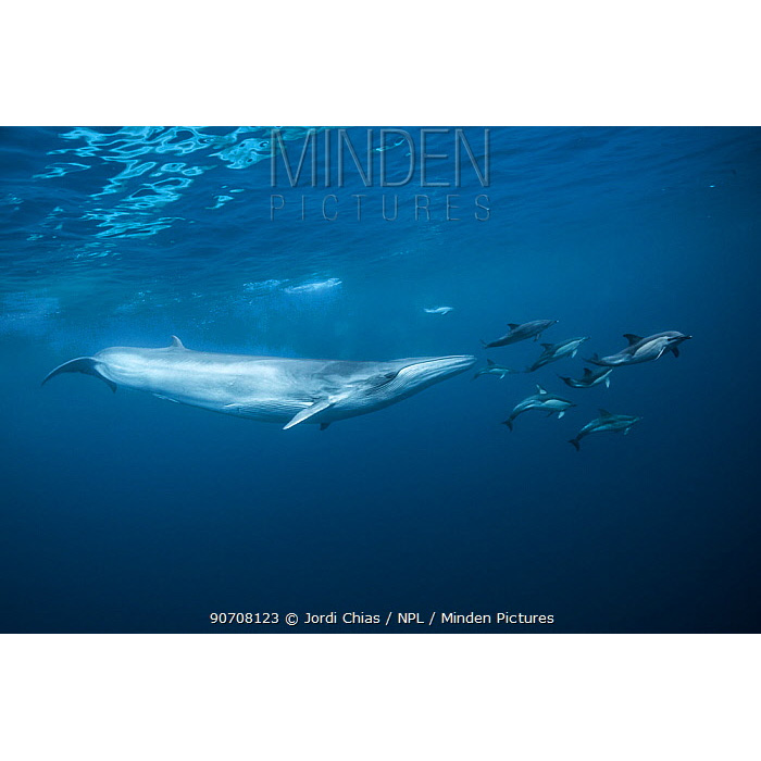 Полосатик Идена (Balaenoptera edeni) Фото №4