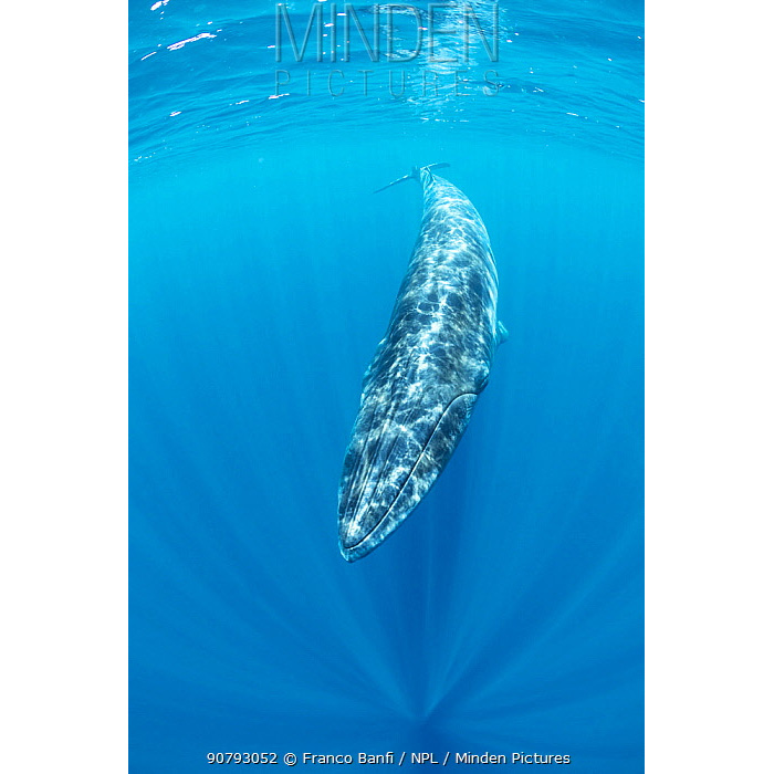 Полосатик Идена (Balaenoptera edeni) Фото №5