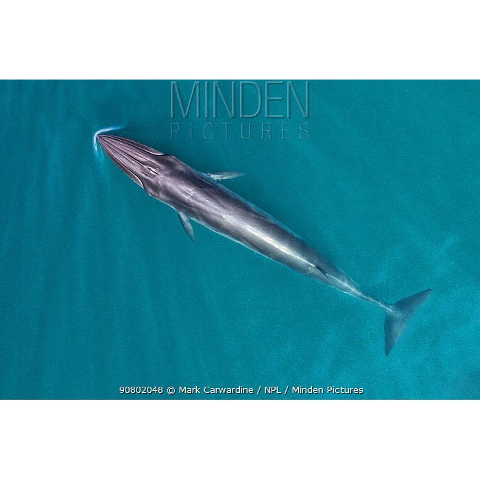 Полосатик Идена (Balaenoptera edeni) Фото №6
