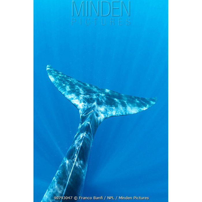 Полосатик Идена (Balaenoptera edeni) Фото №7