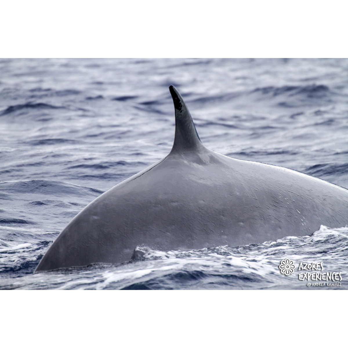 Полосатик Идена (Balaenoptera edeni) Фото №8