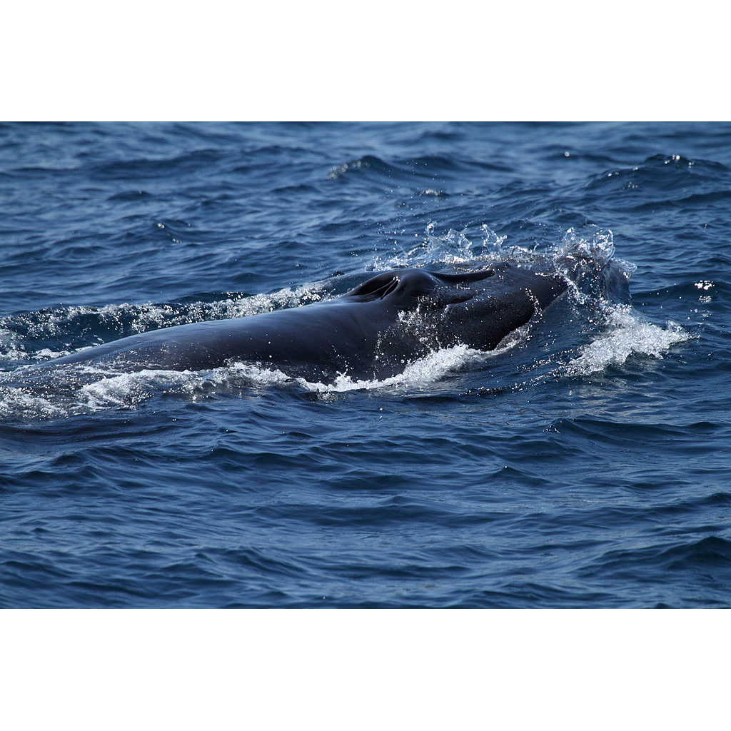 Полосатик Идена (Balaenoptera edeni) Фото №9