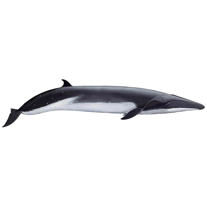 Полосатик Идена (Balaenoptera edeni) Фото №1