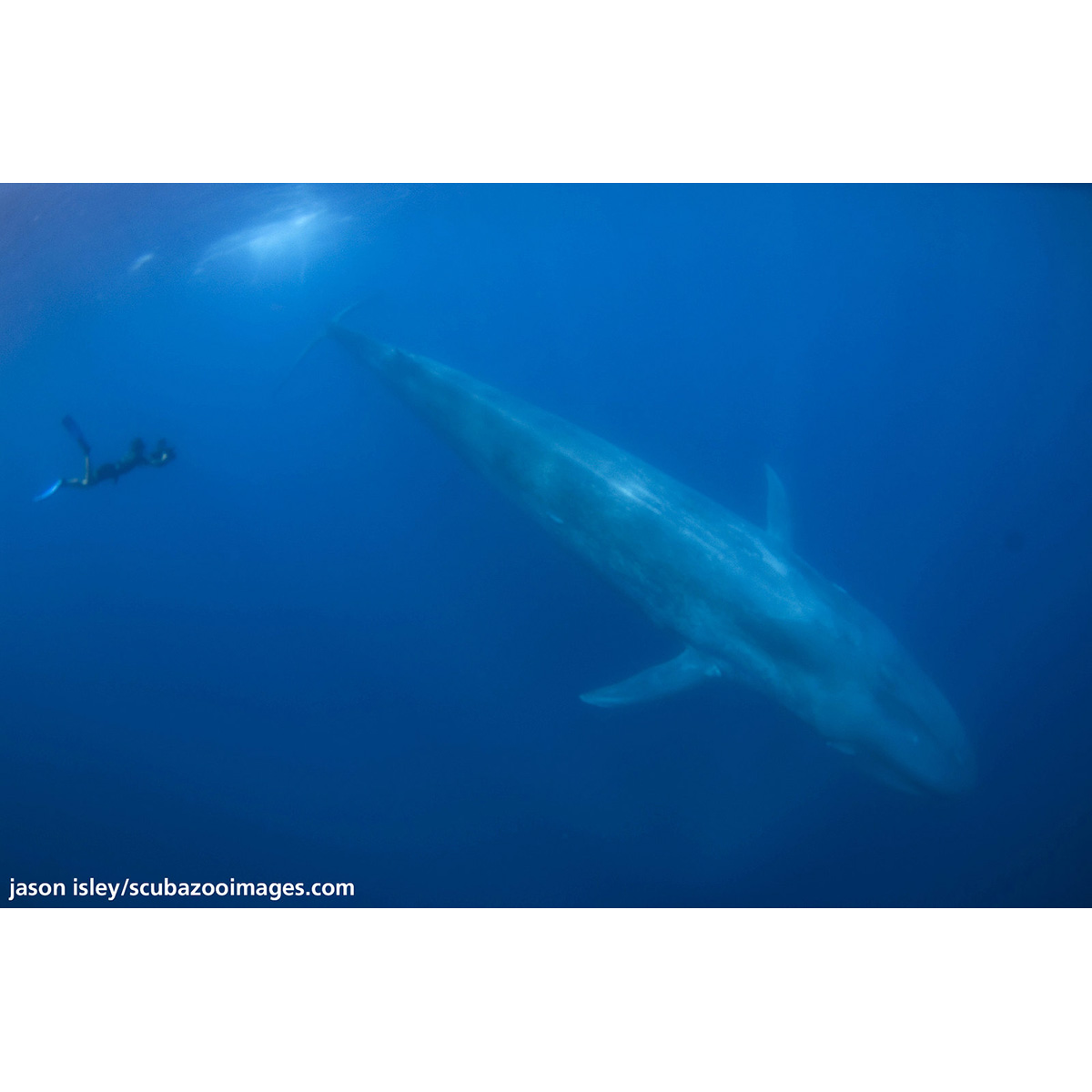 Синий кит (Balaenoptera musculus) Фото №3