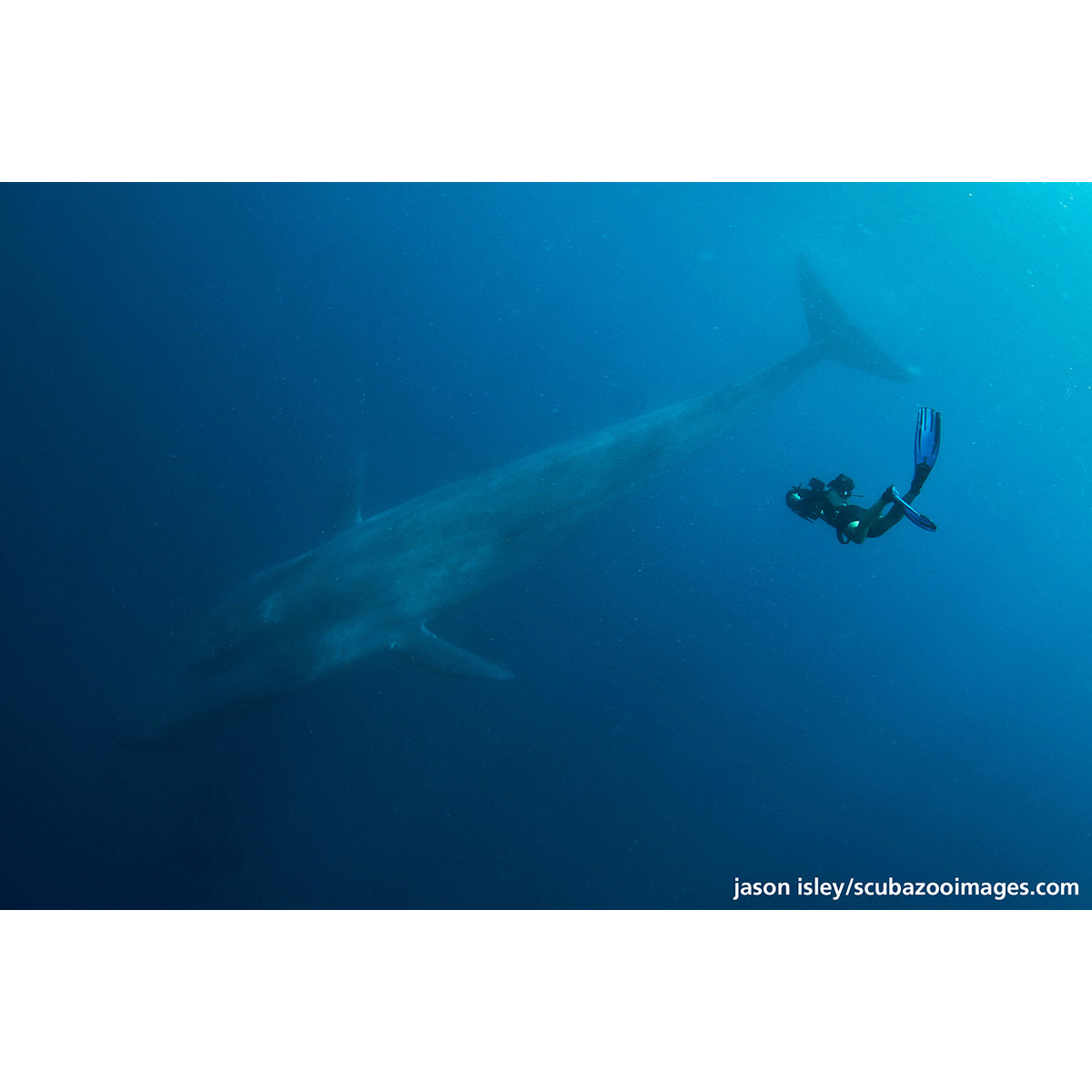 Синий кит (Balaenoptera musculus) Фото №4