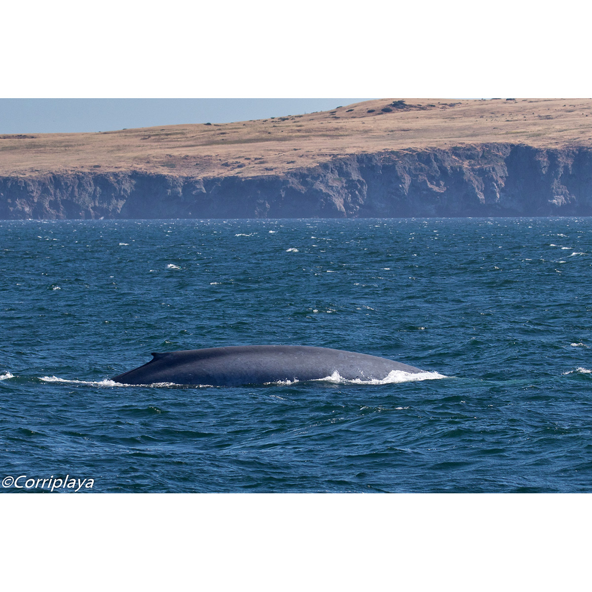 Синий кит (Balaenoptera musculus) Фото №6