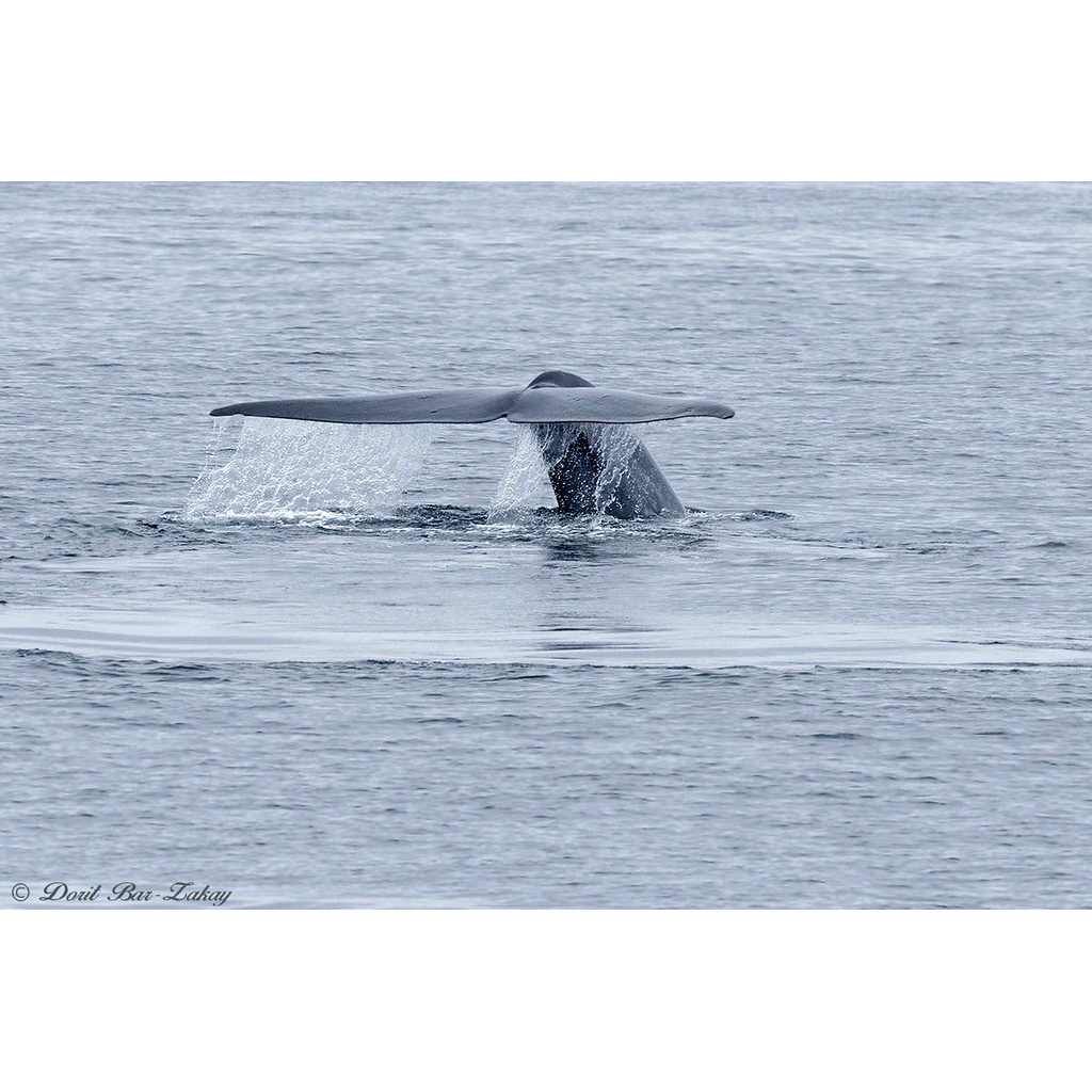 Синий кит (Balaenoptera musculus) Фото №7