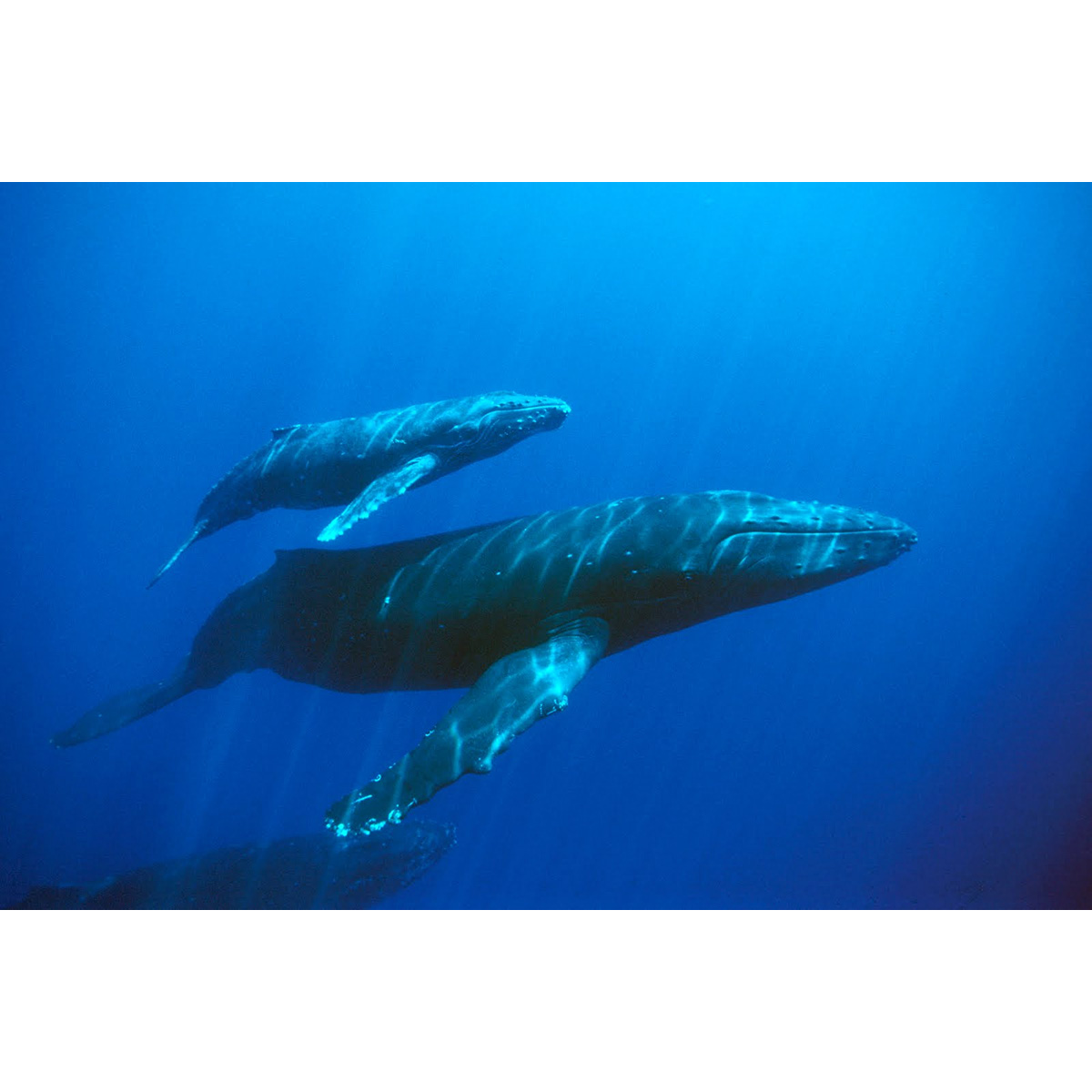 Синий кит (Balaenoptera musculus) Фото №8