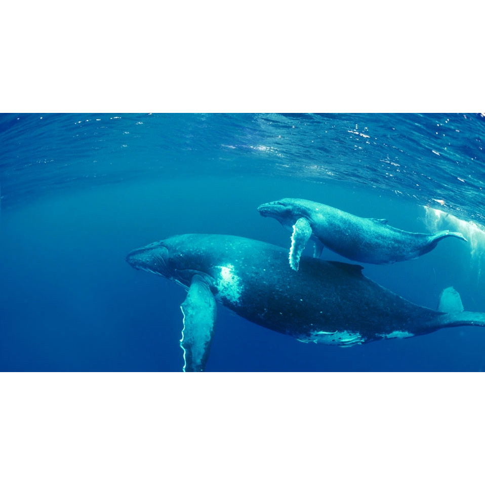 Синий кит (Balaenoptera musculus) Фото №9
