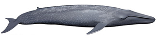 Balaenoptera musculus brevicauda