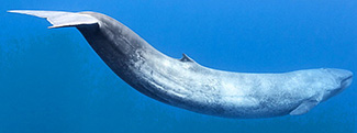 Balaenoptera musculus indica