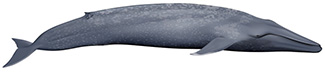 Balaenoptera musculus musculus (Linnaeus, 1758)