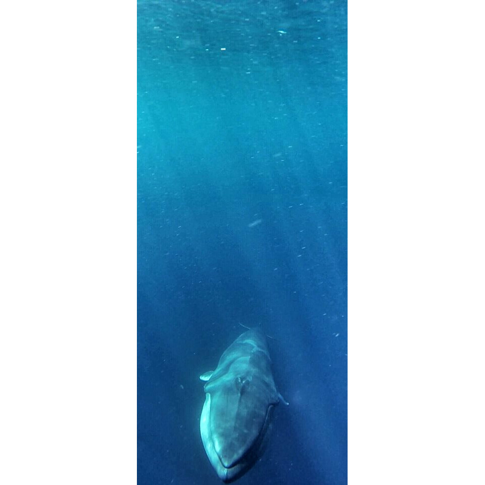 Полосатик Омуры (Balaenoptera omurai) Фото №10