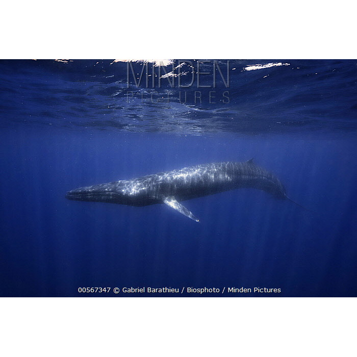 Полосатик Омуры (Balaenoptera omurai) Фото №2