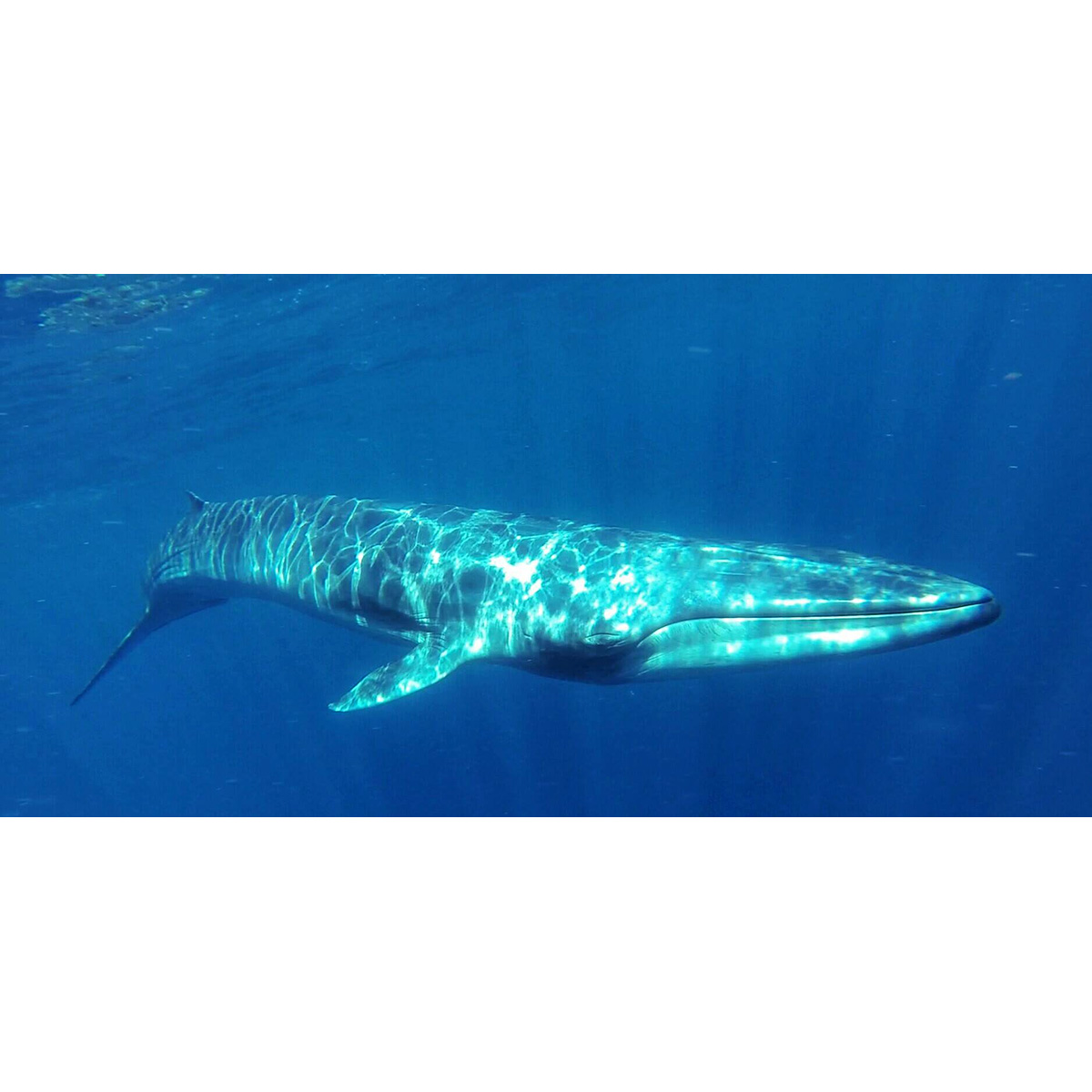 Полосатик Омуры (Balaenoptera omurai) Фото №3