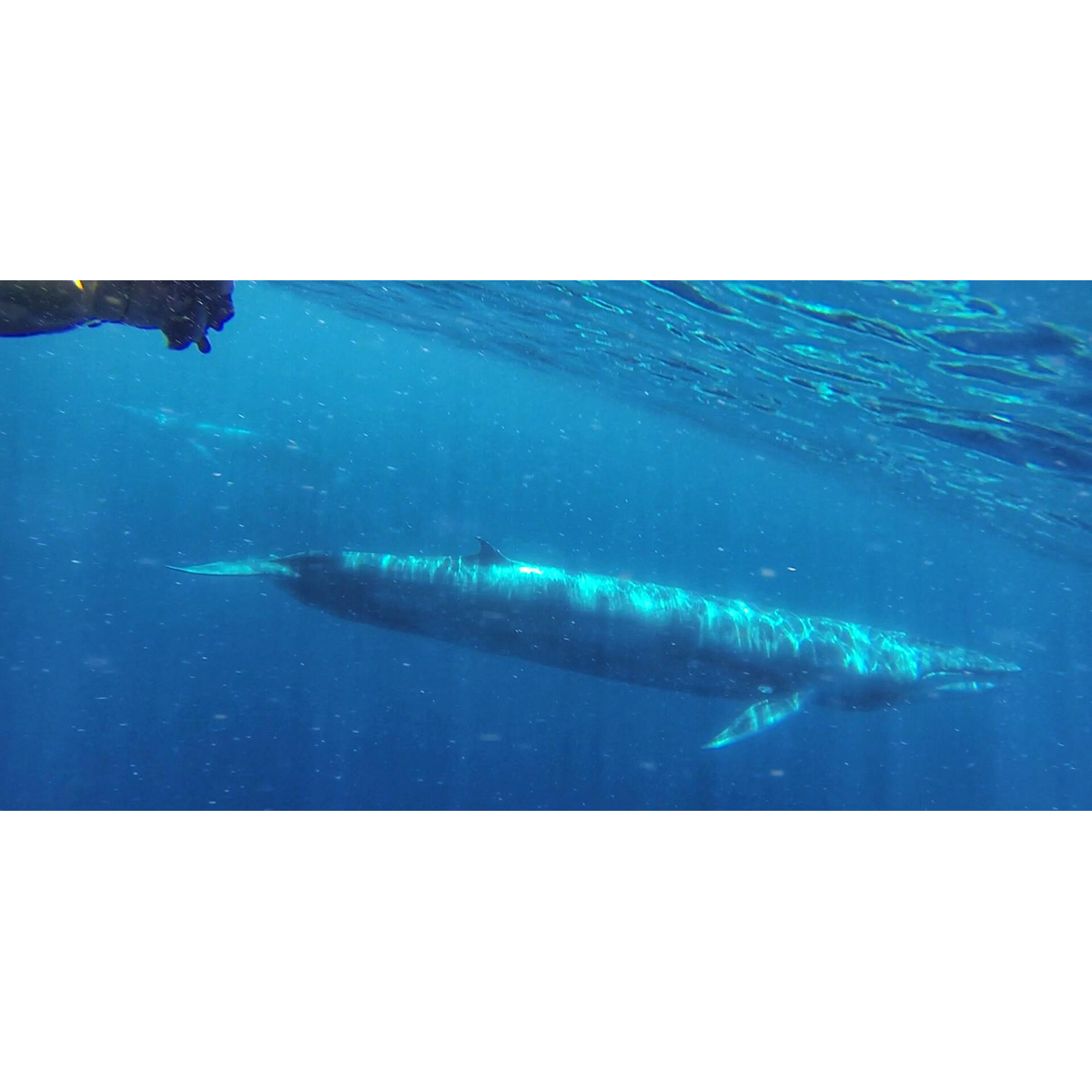Полосатик Омуры (Balaenoptera omurai) Фото №5