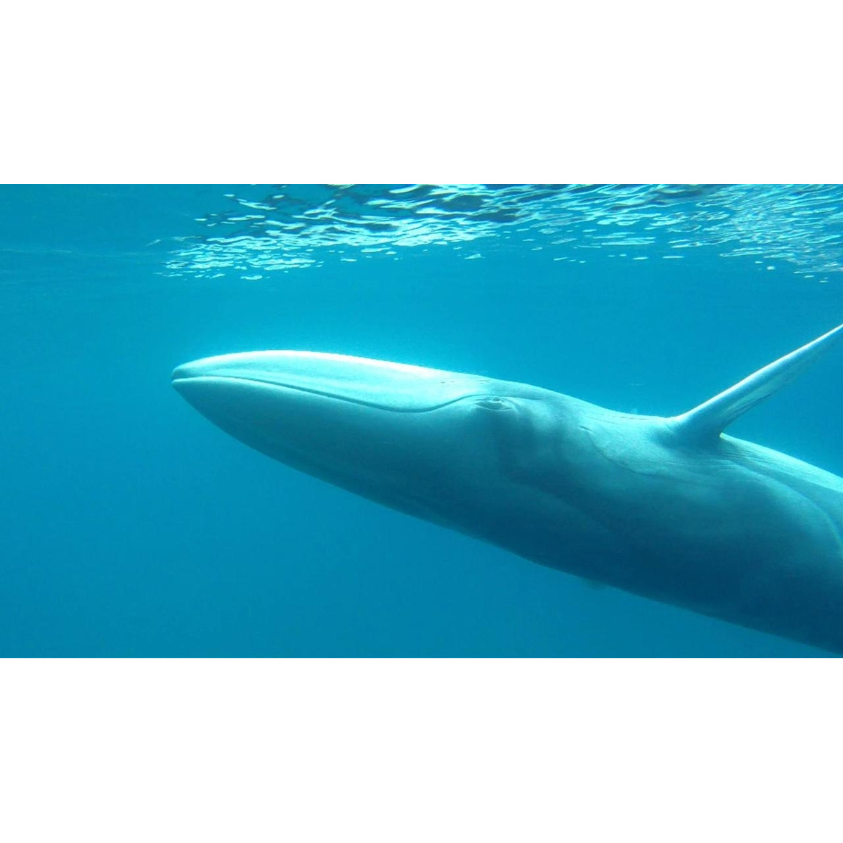 Полосатик Омуры (Balaenoptera omurai) Фото №6