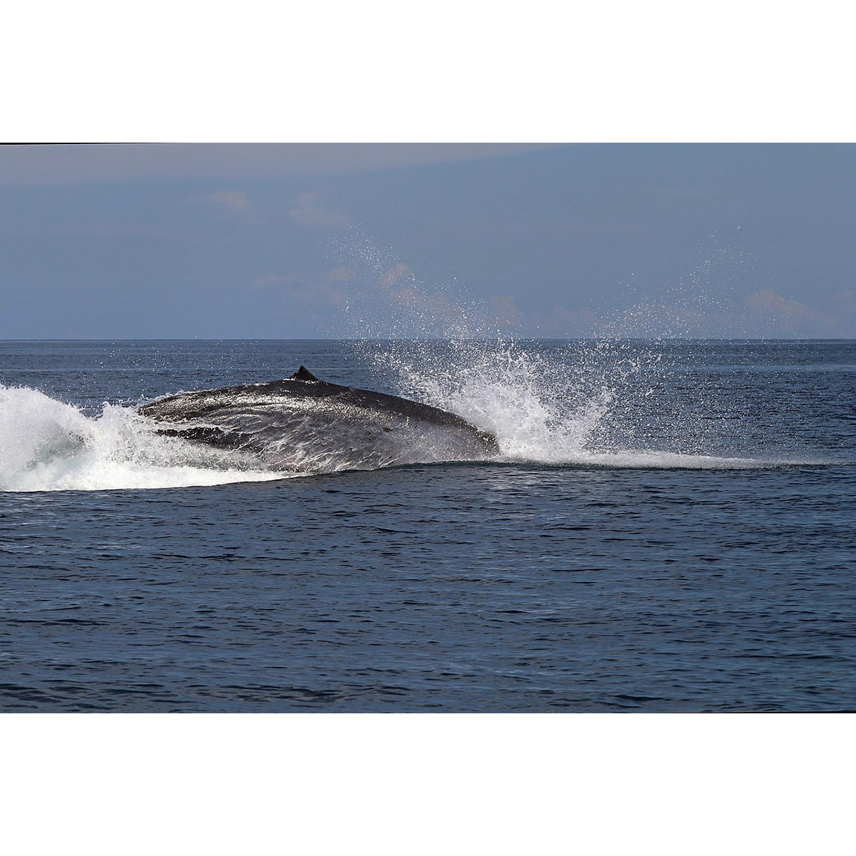 Полосатик Омуры (Balaenoptera omurai) Фото №7