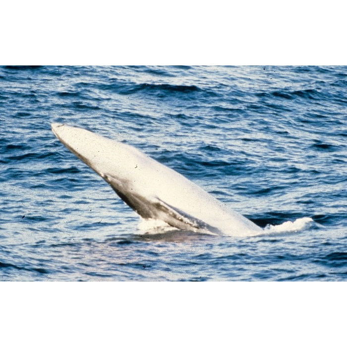 Полосатик Омуры (Balaenoptera omurai) Фото №8