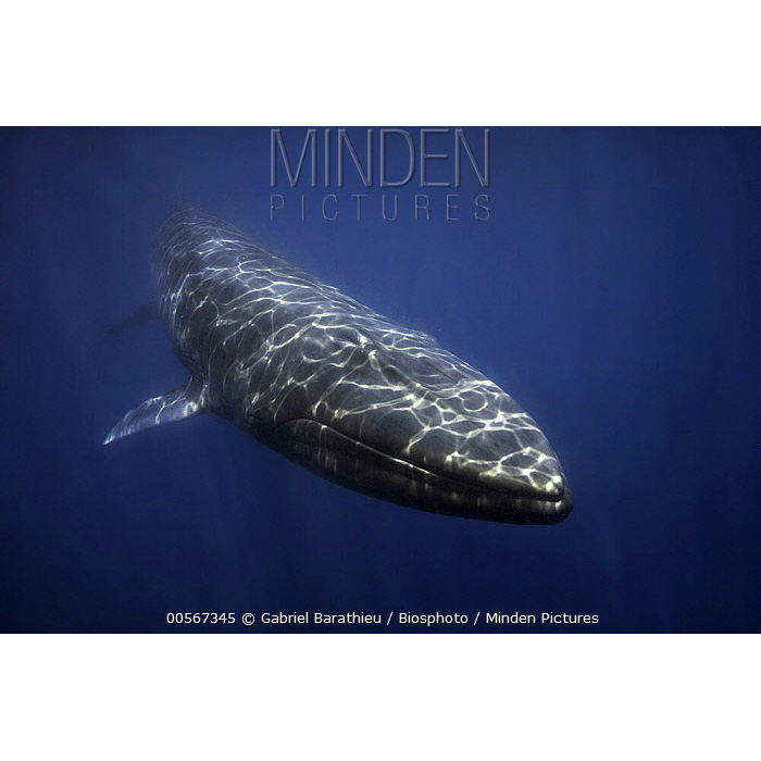 Полосатик Омуры (Balaenoptera omurai) Фото №9